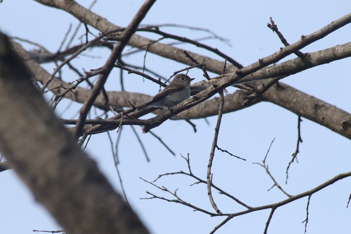 Asian Brown Flycatcher - ML642848999