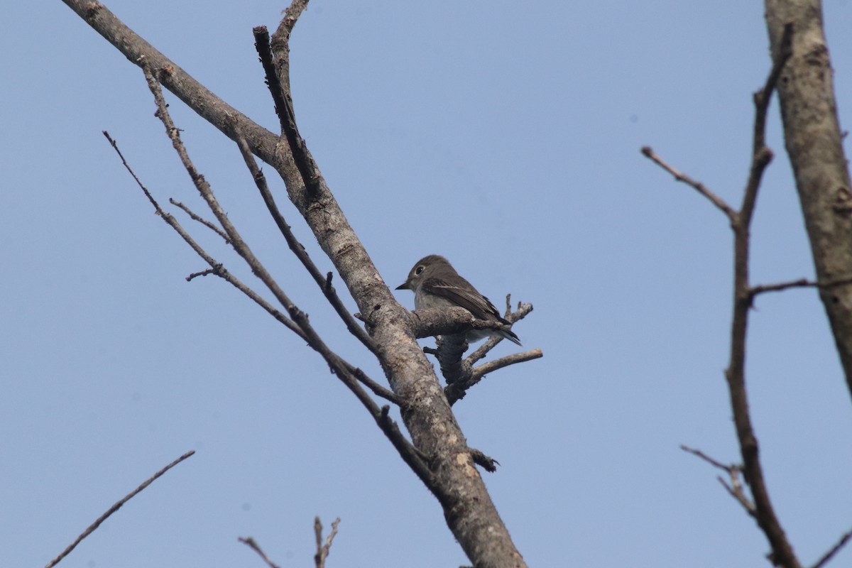 Asian Brown Flycatcher - ML642849000