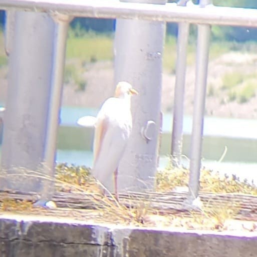 Western Cattle-Egret - ML642849010