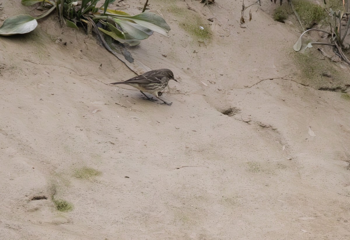 Rock Pipit - ML642849023