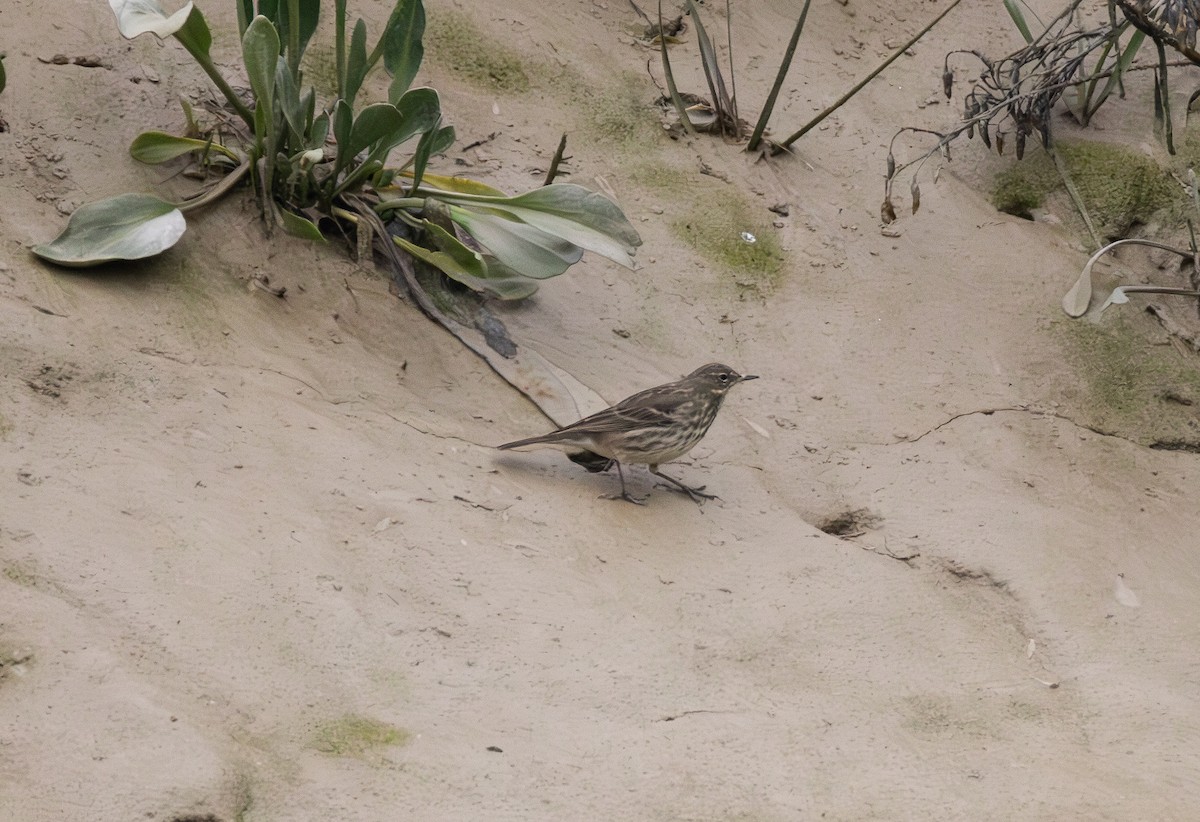 Rock Pipit - ML642849024