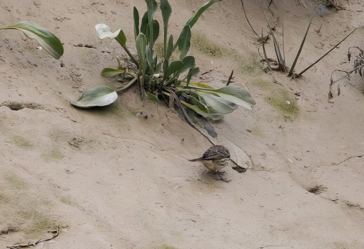 Rock Pipit - ML642849025