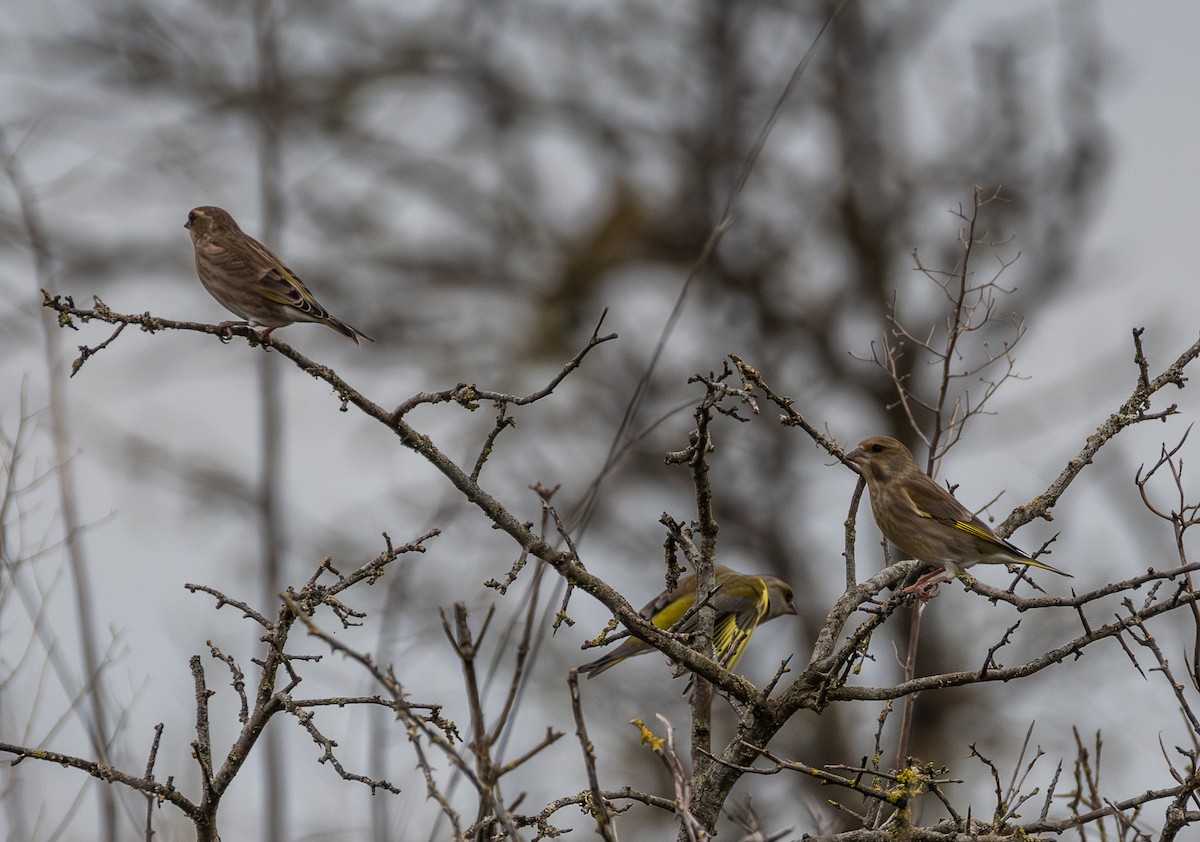 European Greenfinch - ML642849027