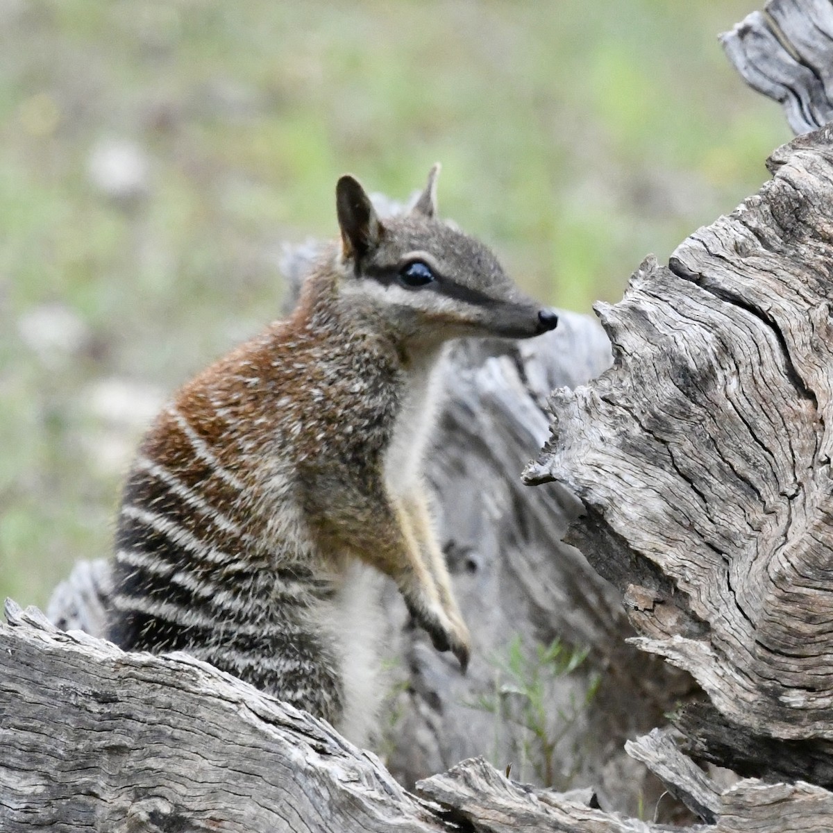 Animals - ML642849031