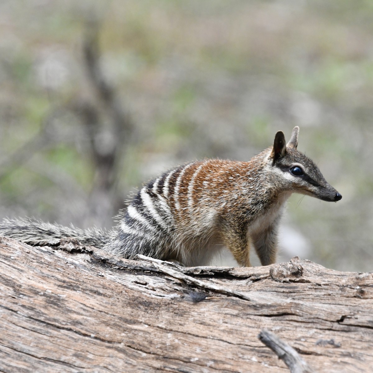 Animals - ML642849032