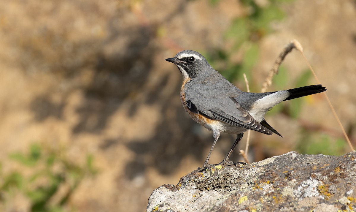 White-throated Robin - ML642849033