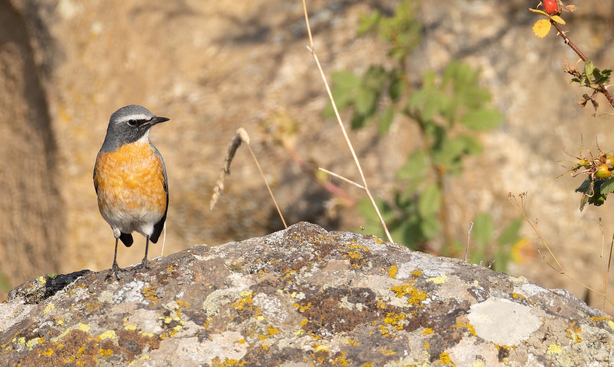 White-throated Robin - ML642849035