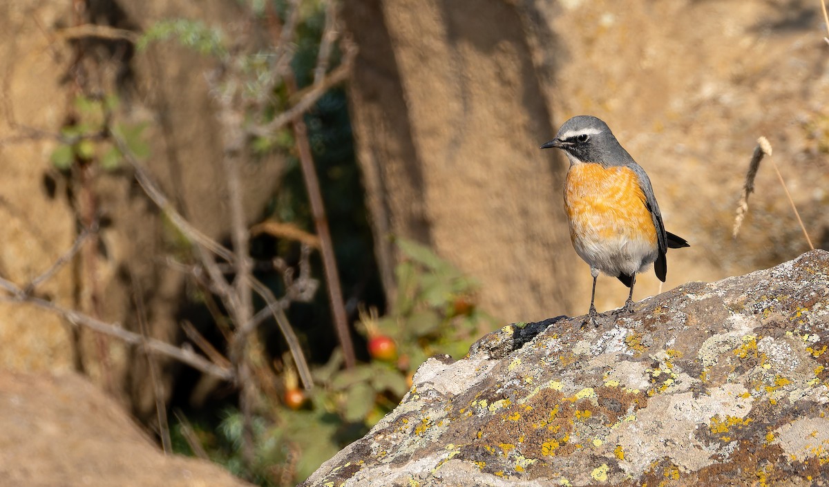 White-throated Robin - ML642849036