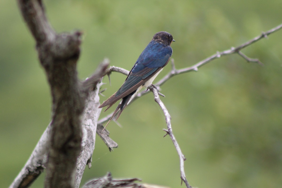 Barn Swallow - ML642849037