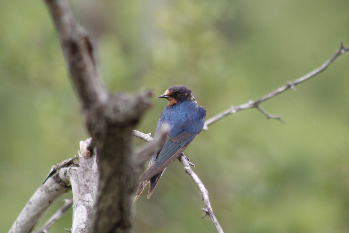 Barn Swallow - ML642849038