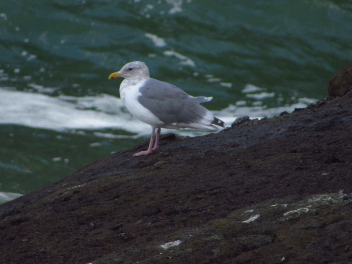 Larus sp. - ML642849085
