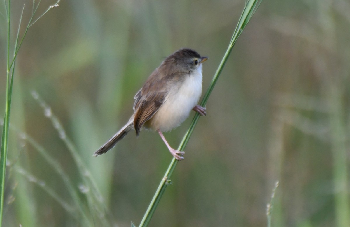 Ashy Prinia - ML642849108
