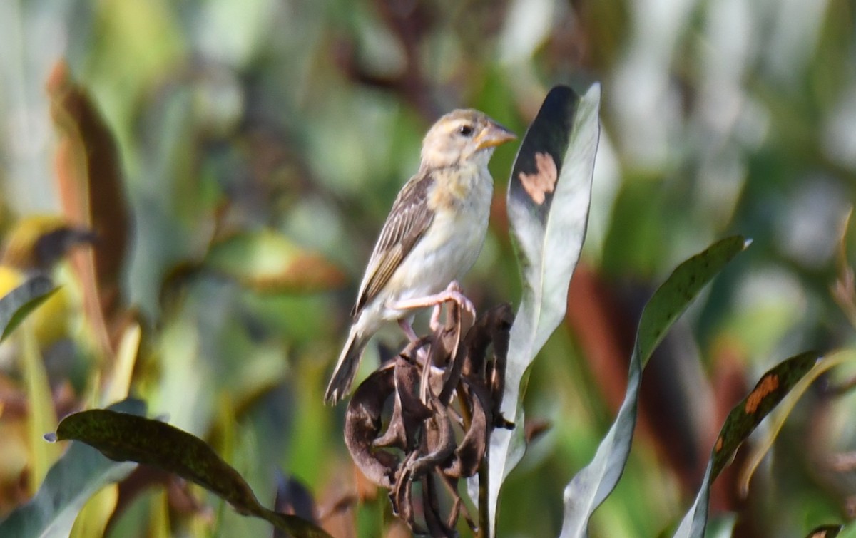 Baya Weaver - ML642849131