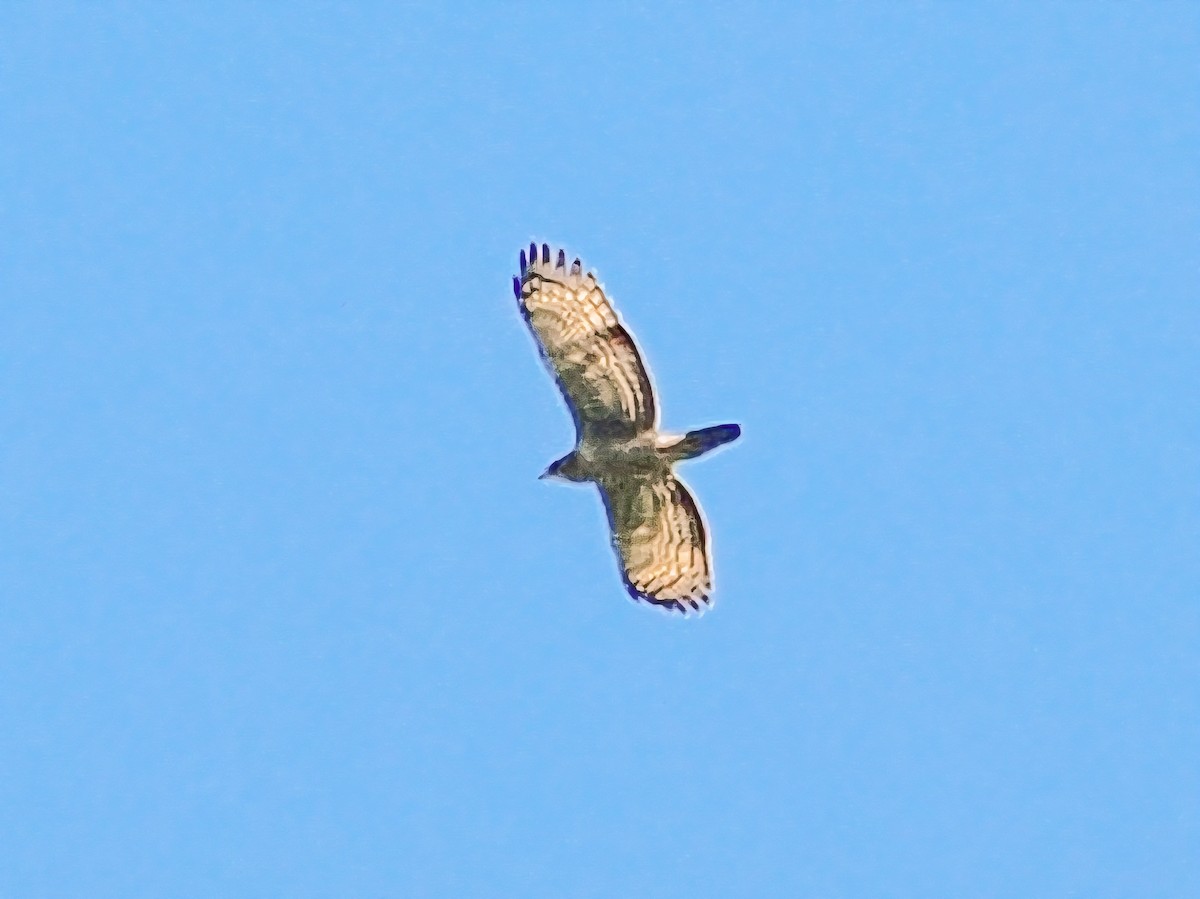 Mountain Hawk-Eagle - ML642849132