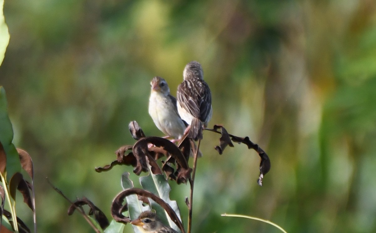 Baya Weaver - ML642849133