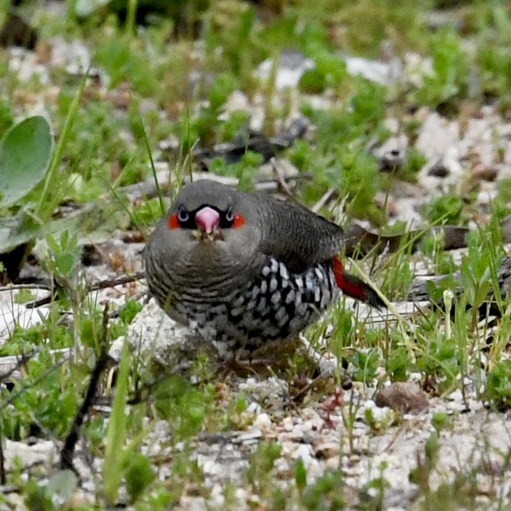 Red-eared Firetail - ML642849136