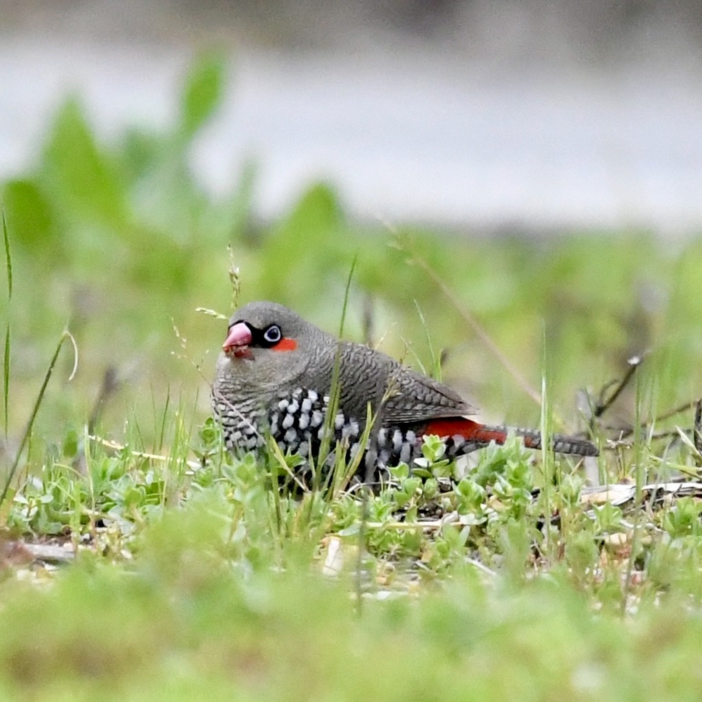 Red-eared Firetail - ML642849137