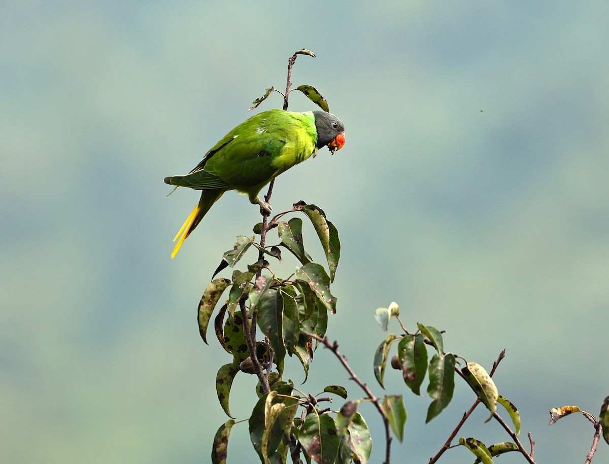 Slaty-headed Parakeet - ML642849162