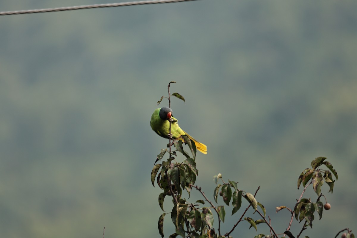 Slaty-headed Parakeet - ML642849164
