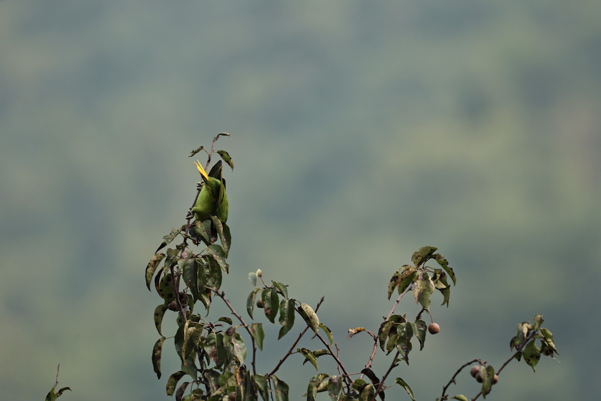 Slaty-headed Parakeet - ML642849165