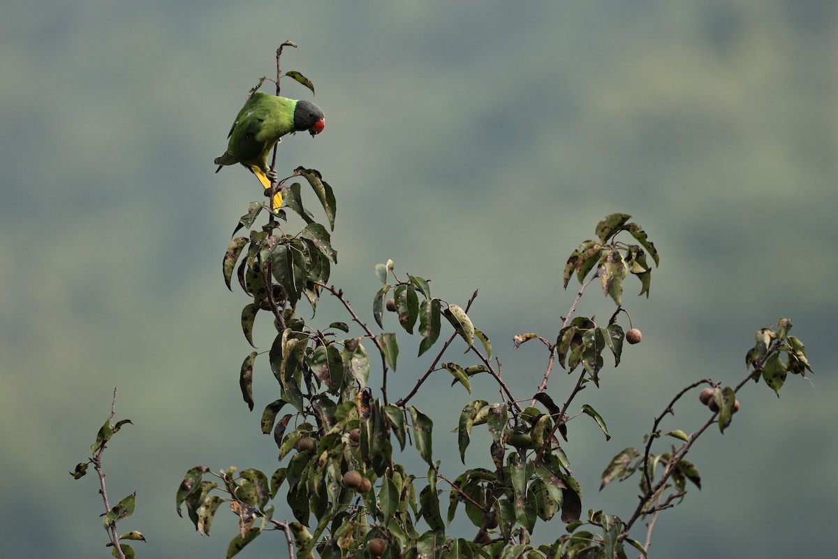 Slaty-headed Parakeet - ML642849166