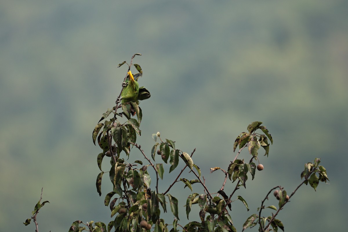 Slaty-headed Parakeet - ML642849167