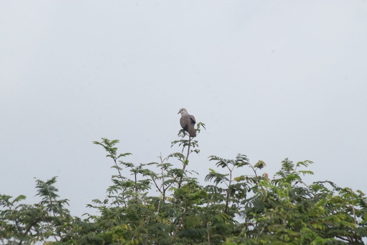 Spotted Dove - ML642849182