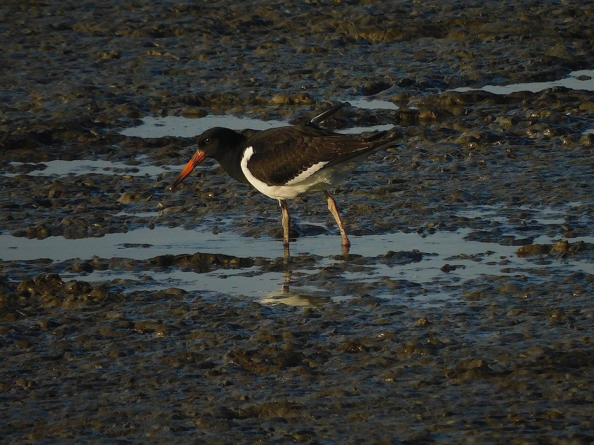 Huîtrier à long bec - ML642849185