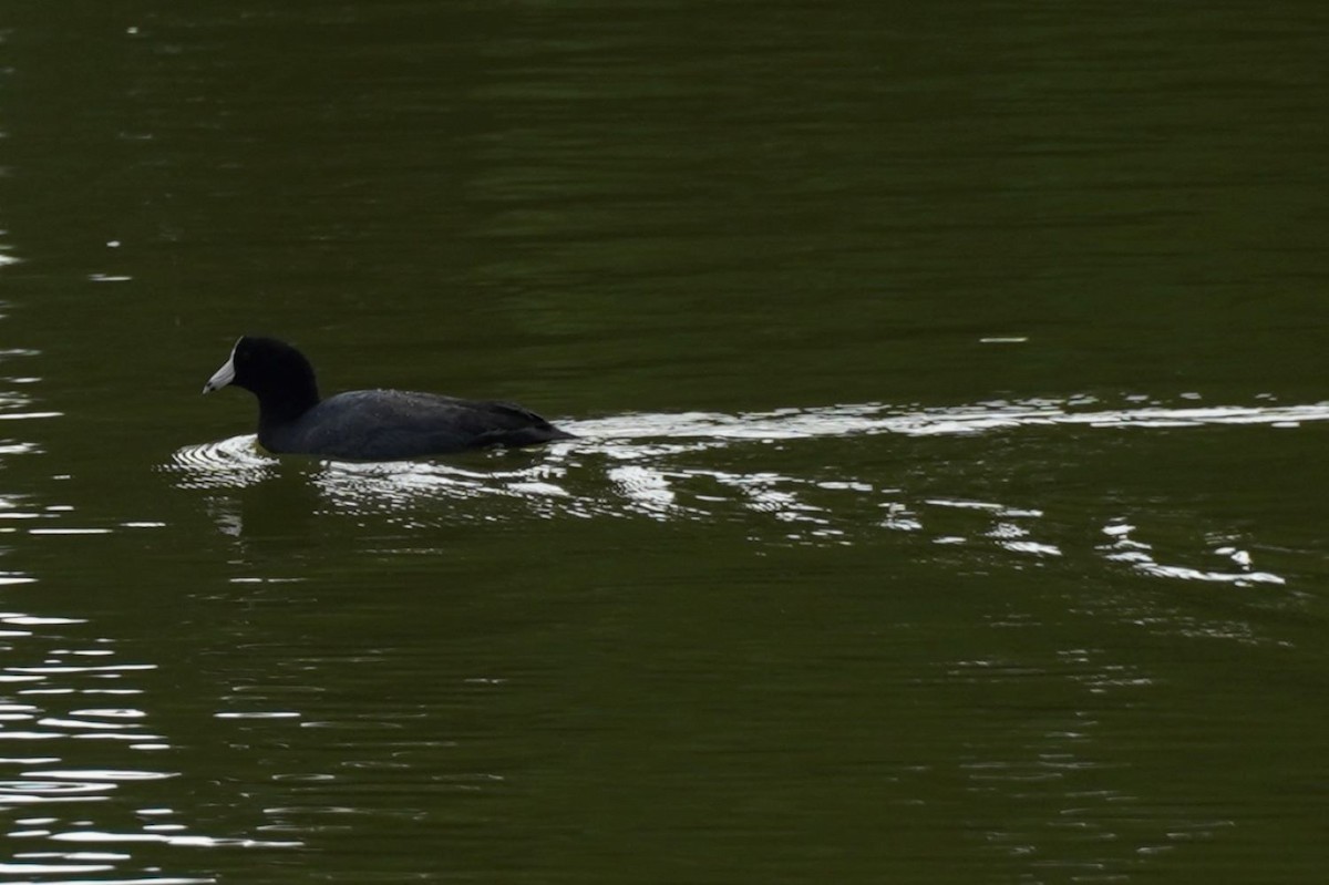 American Coot - ML642849194