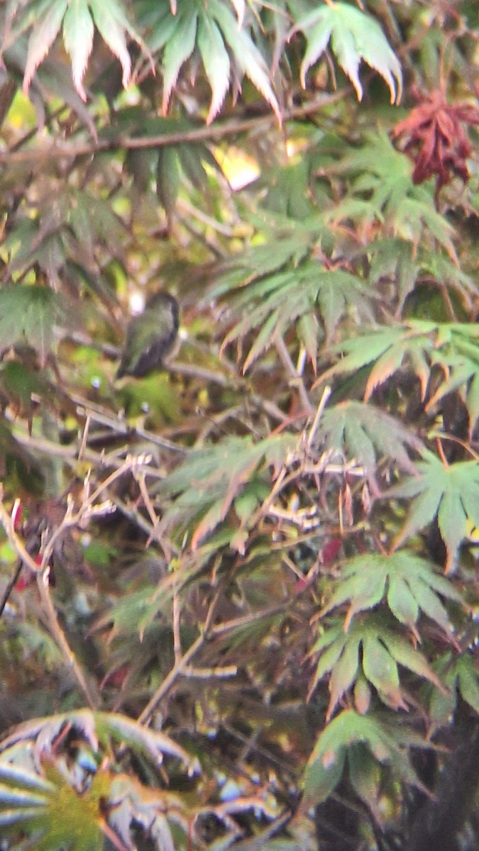 Anna's Hummingbird - ML642849209