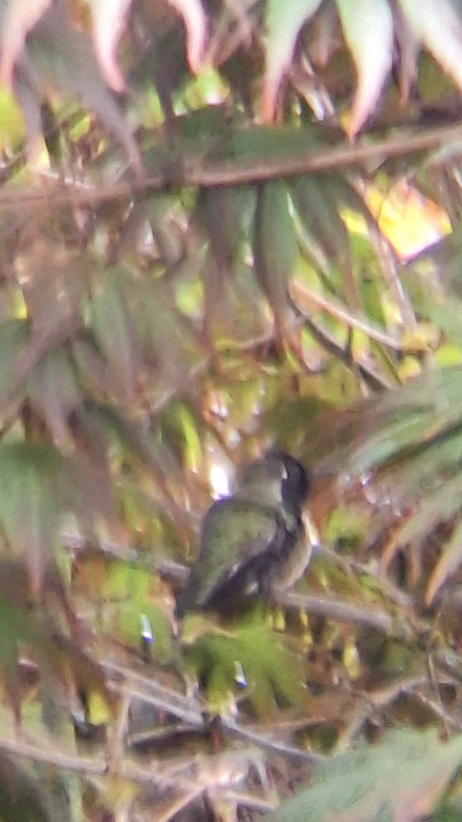 Anna's Hummingbird - ML642849210
