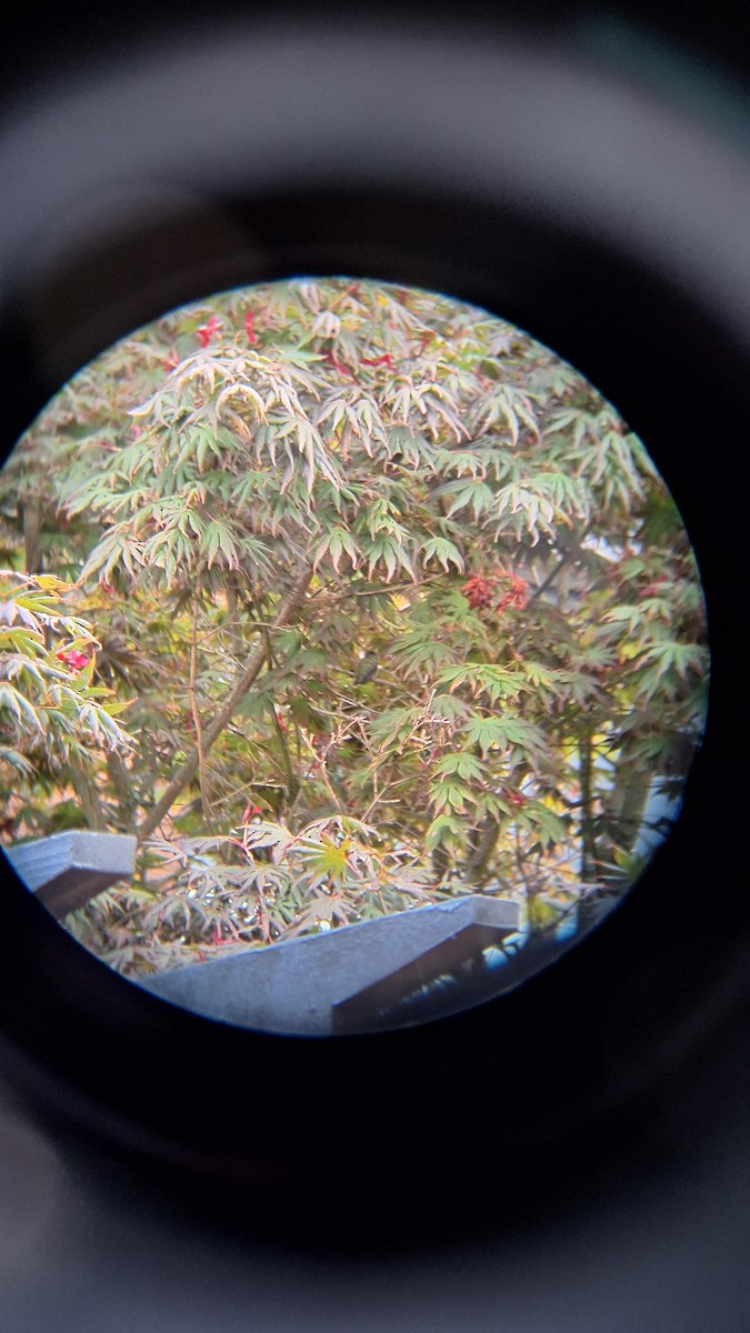 Anna's Hummingbird - ML642849214