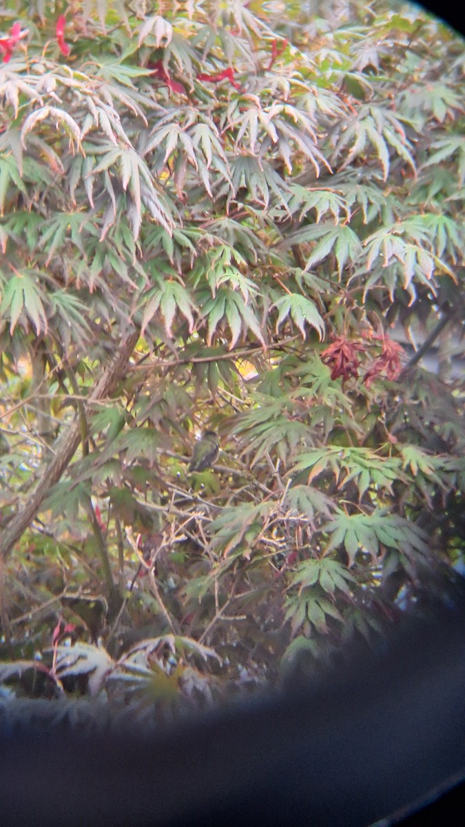 Anna's Hummingbird - ML642849215