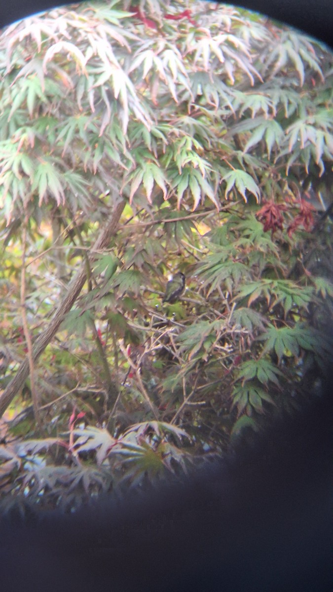 Anna's Hummingbird - ML642849216