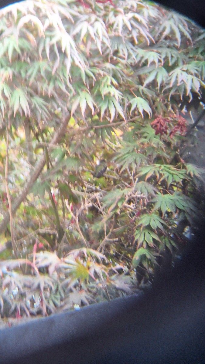 Anna's Hummingbird - ML642849217