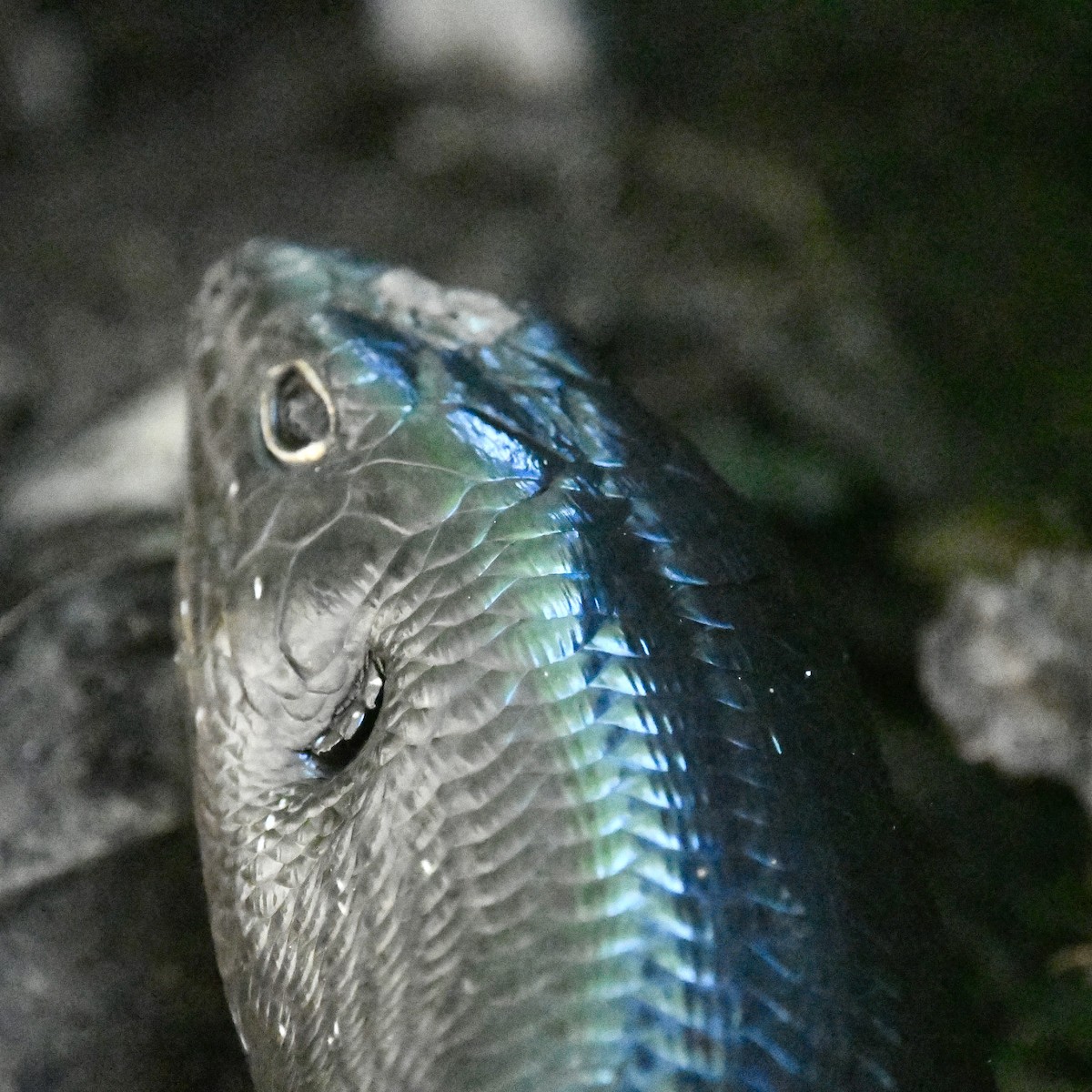 Land Mullet - ML642849223