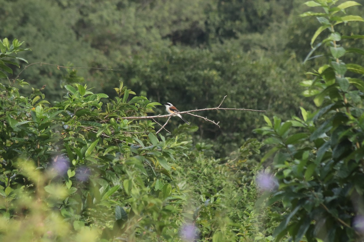 Bay-backed Shrike - ML642849232
