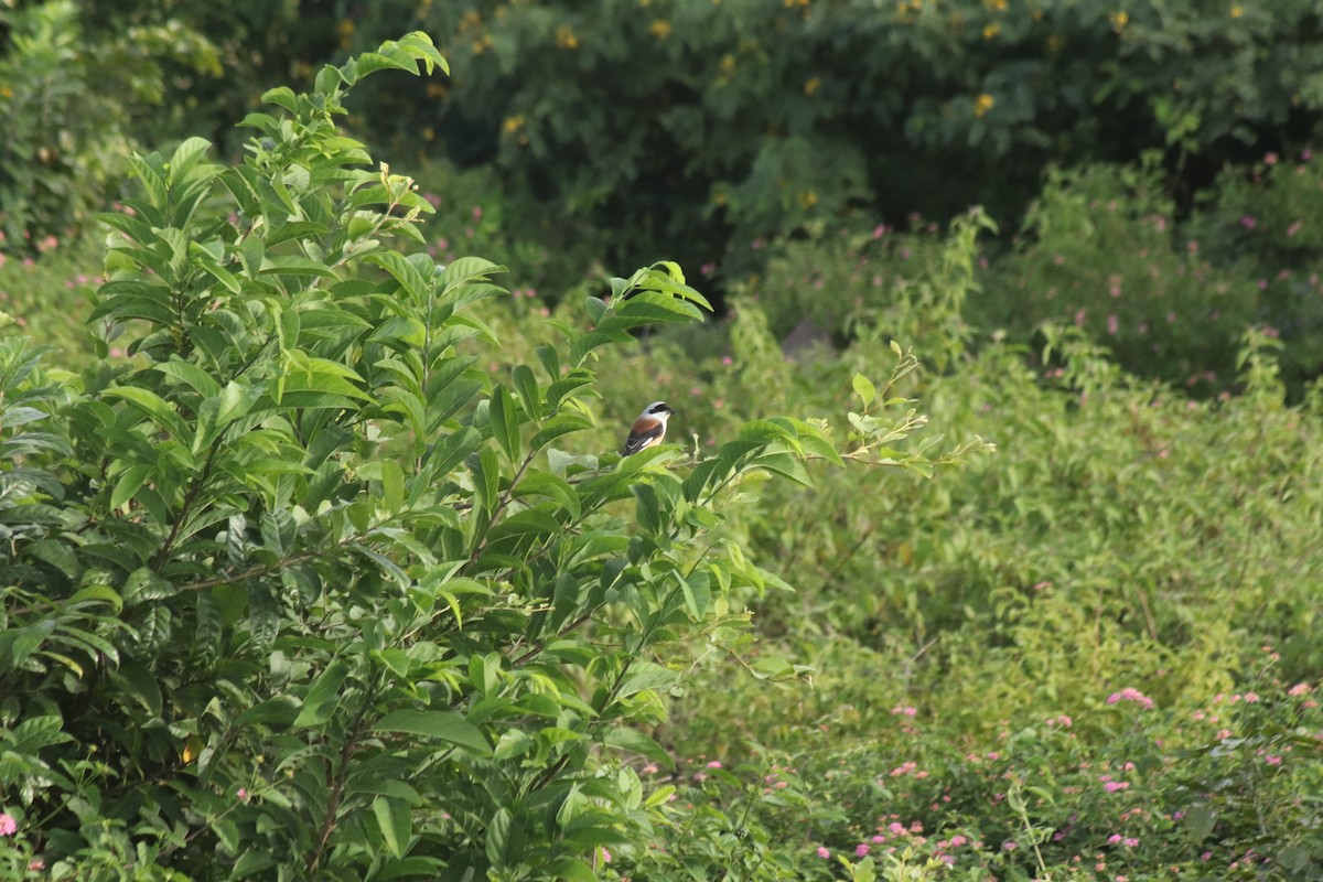 Bay-backed Shrike - ML642849233