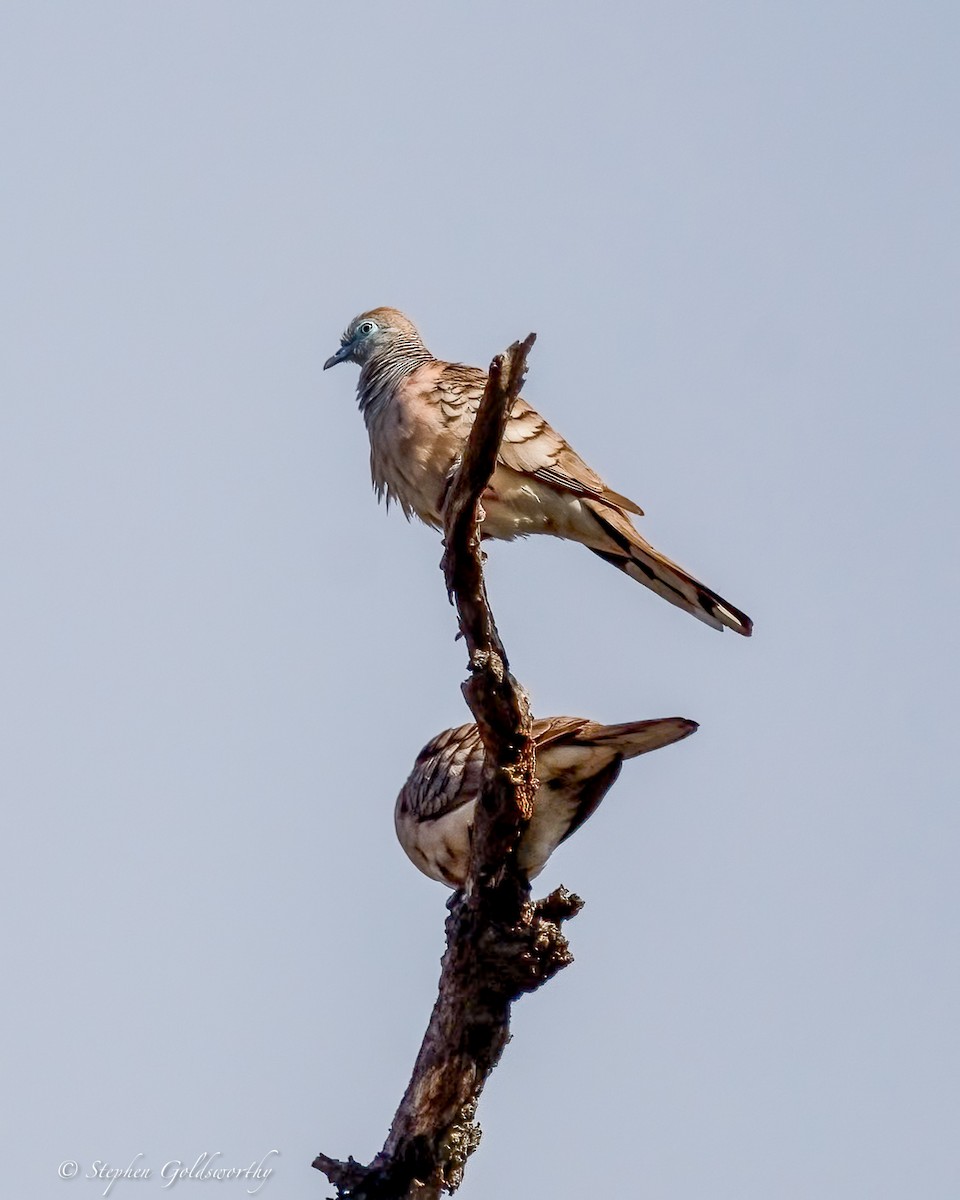 Peaceful Dove - ML642849239