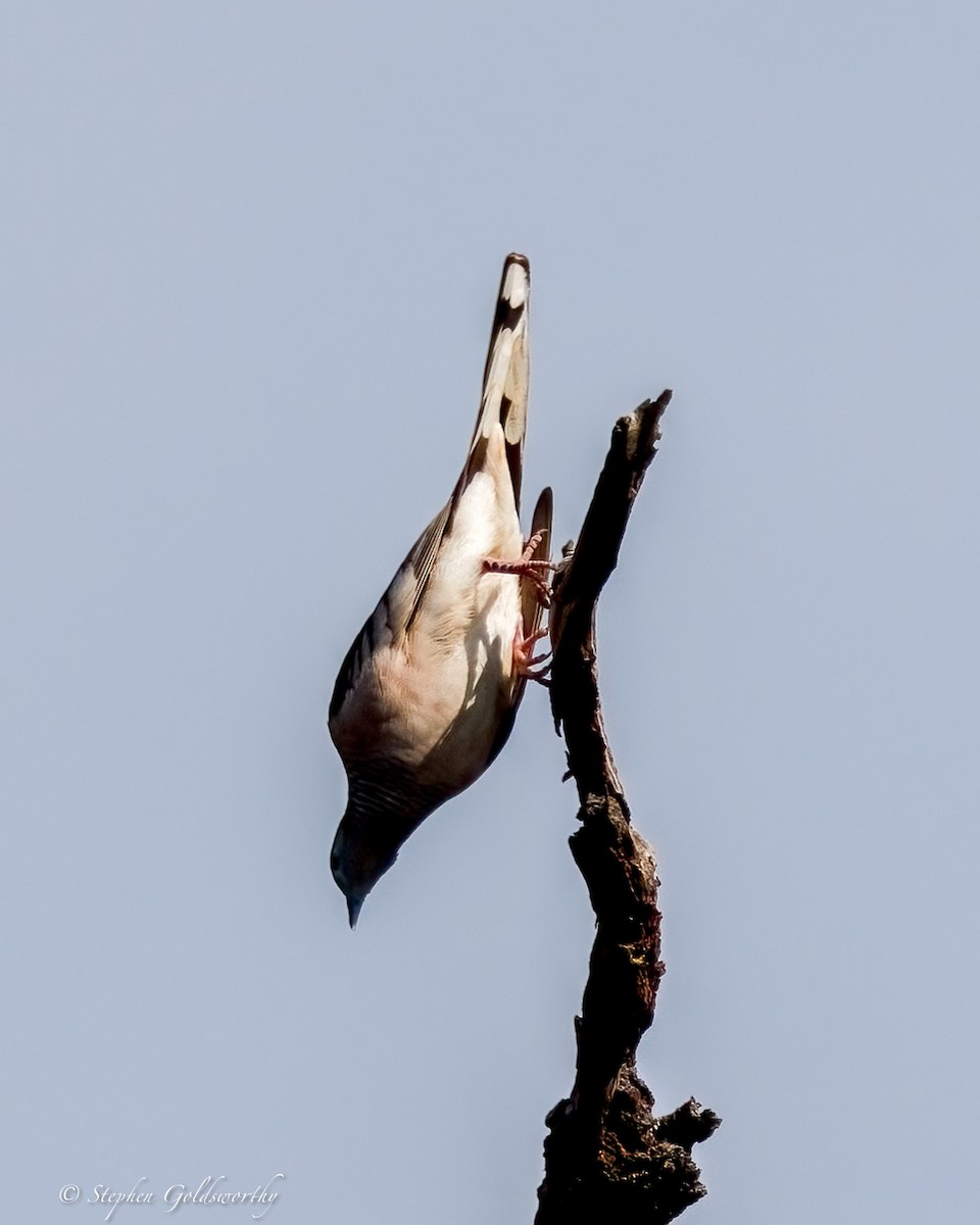 Peaceful Dove - ML642849240