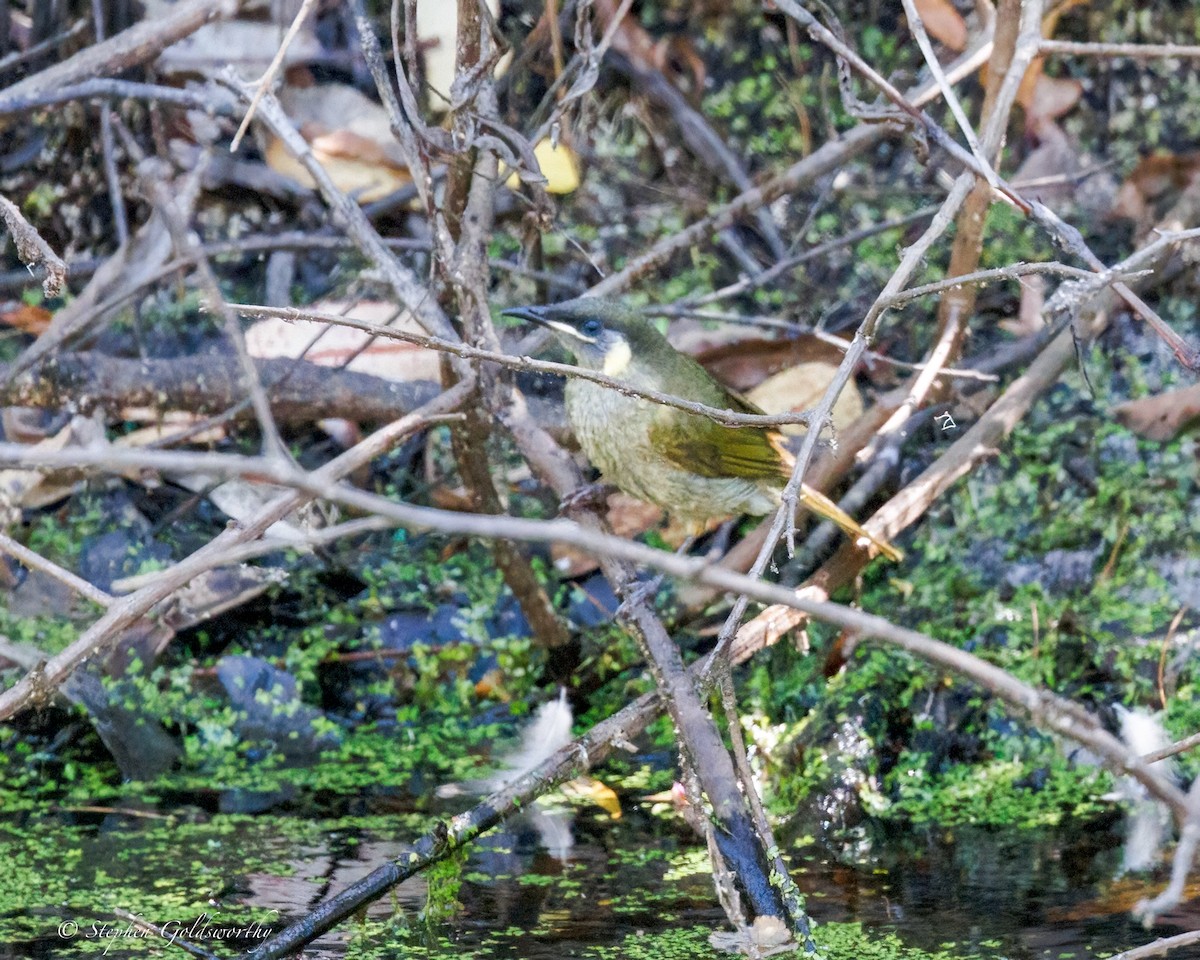 Lewin's Honeyeater - ML642849257