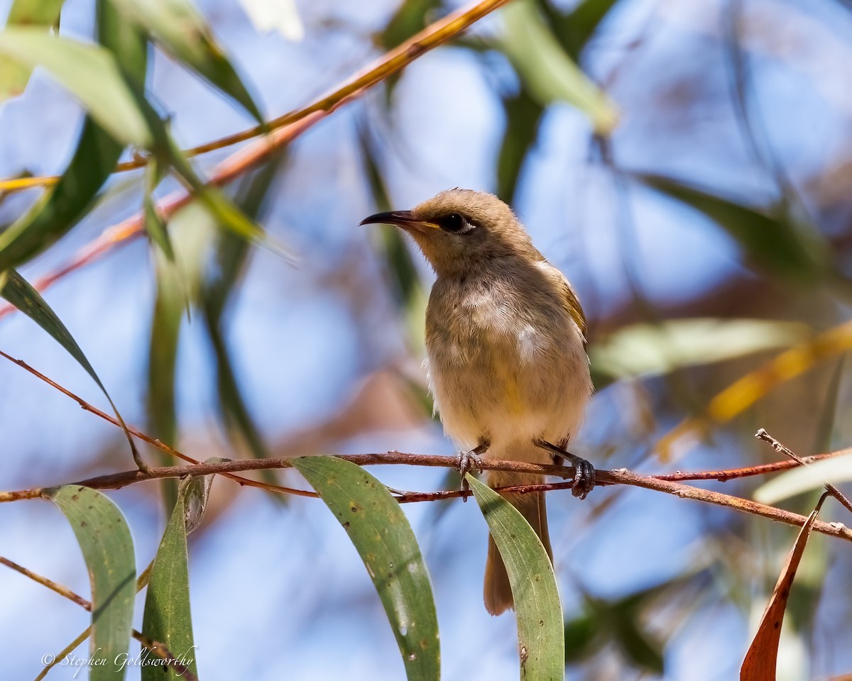 Brown Honeyeater - ML642849258