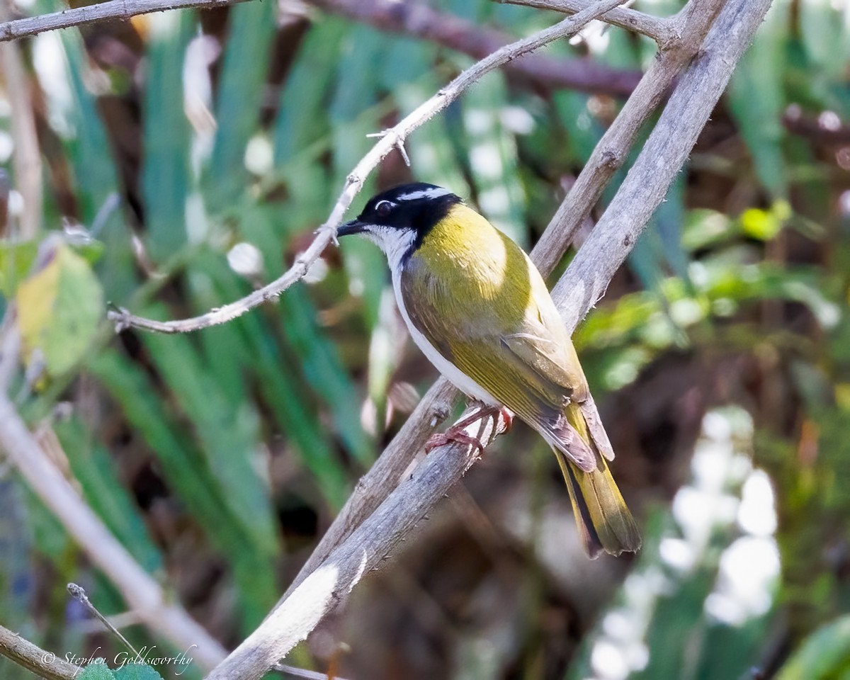 White-throated Honeyeater - ML642849260