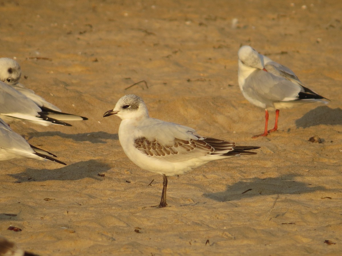 Mediterranean Gull - ML642849270
