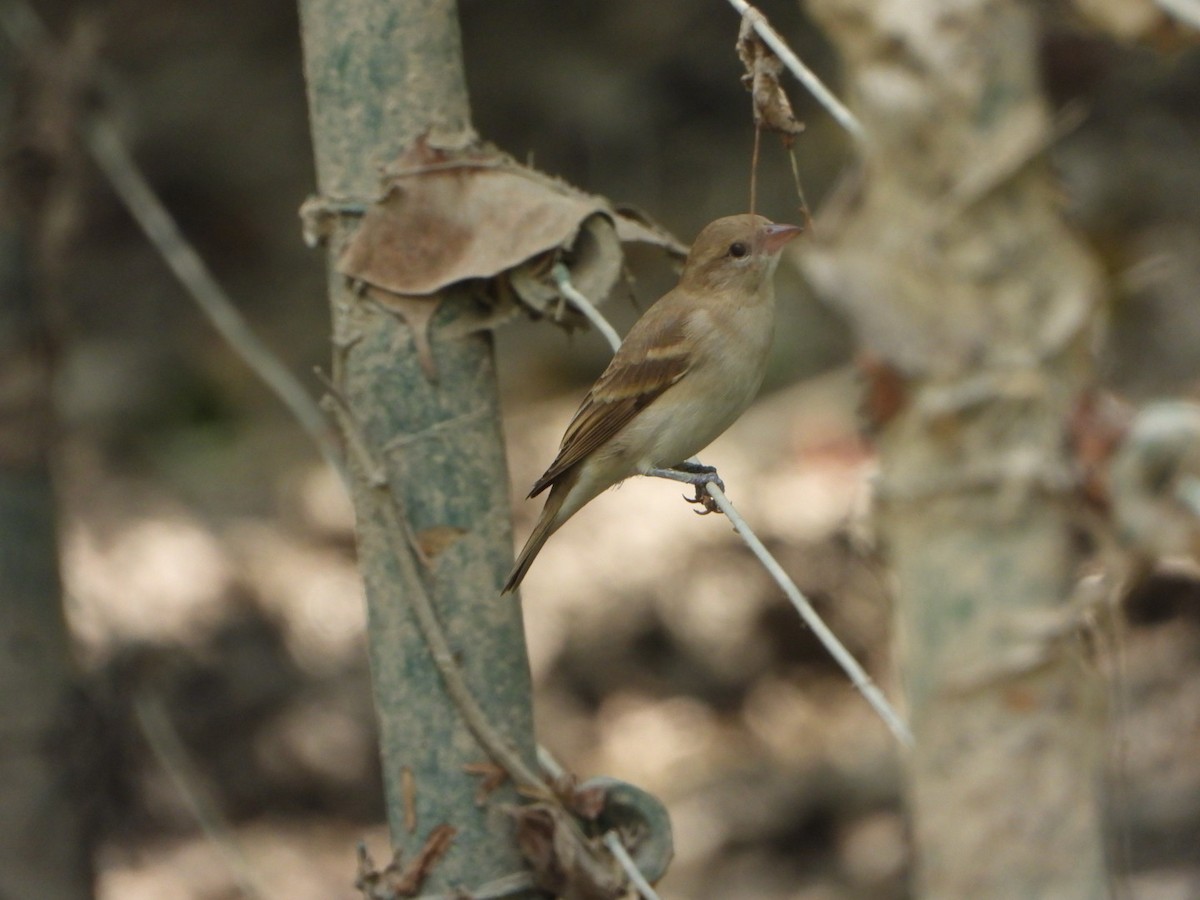 Yellow-throated Sparrow - ML642849277