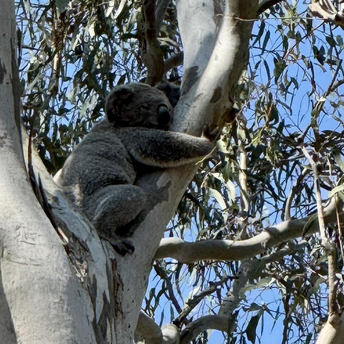 Animals - ML642849282