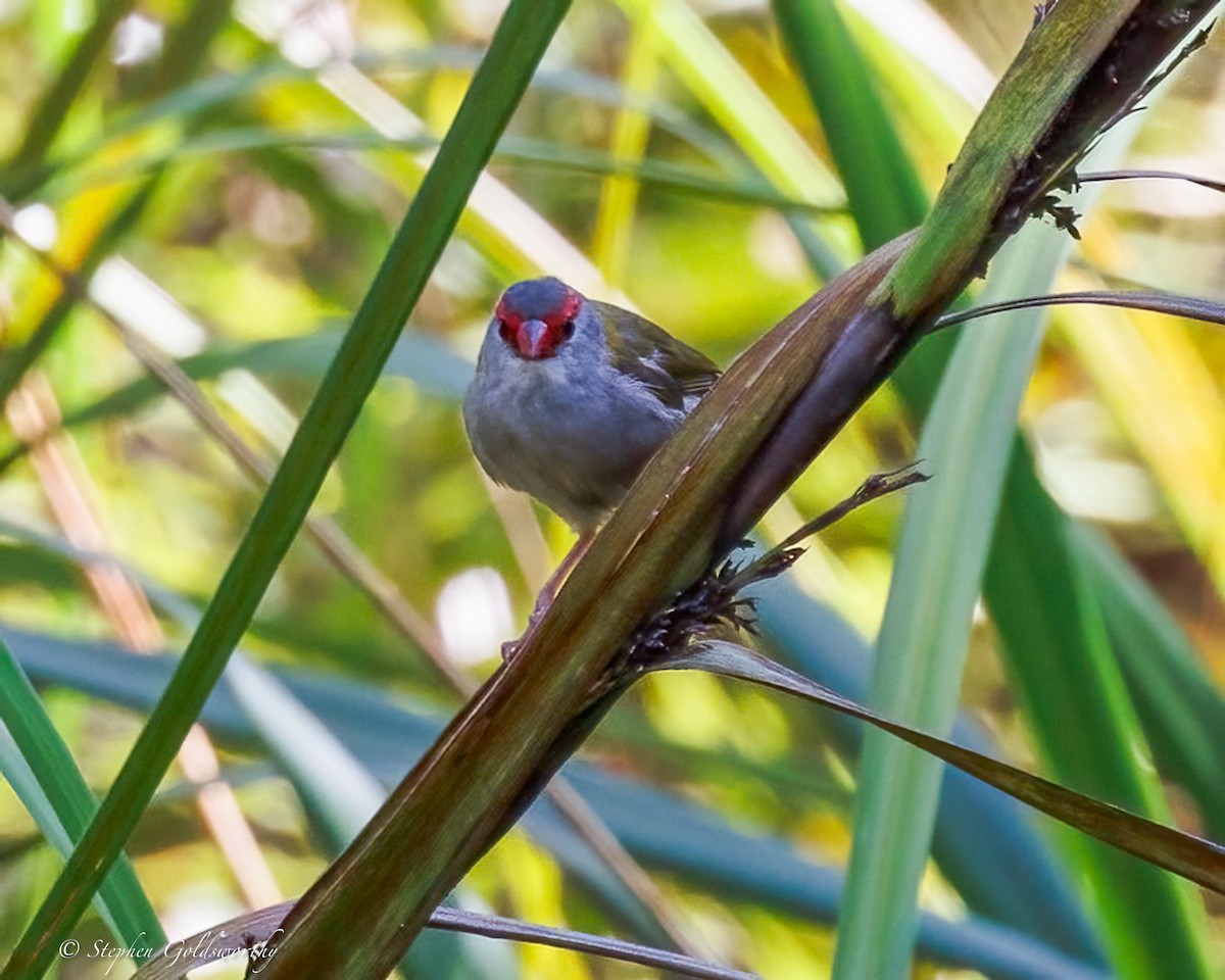 Red-browed Firetail - ML642849285