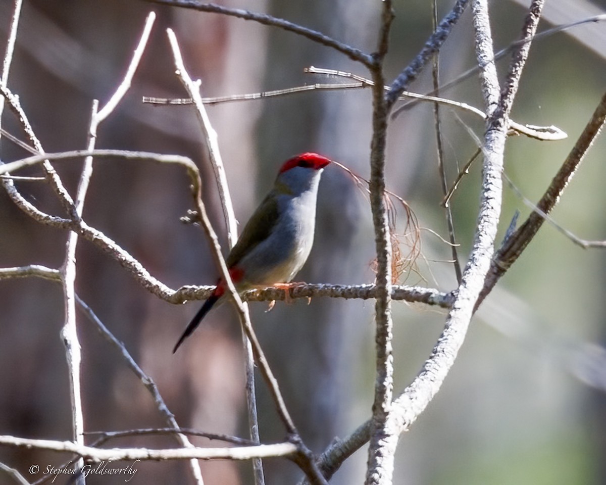 Red-browed Firetail - ML642849286