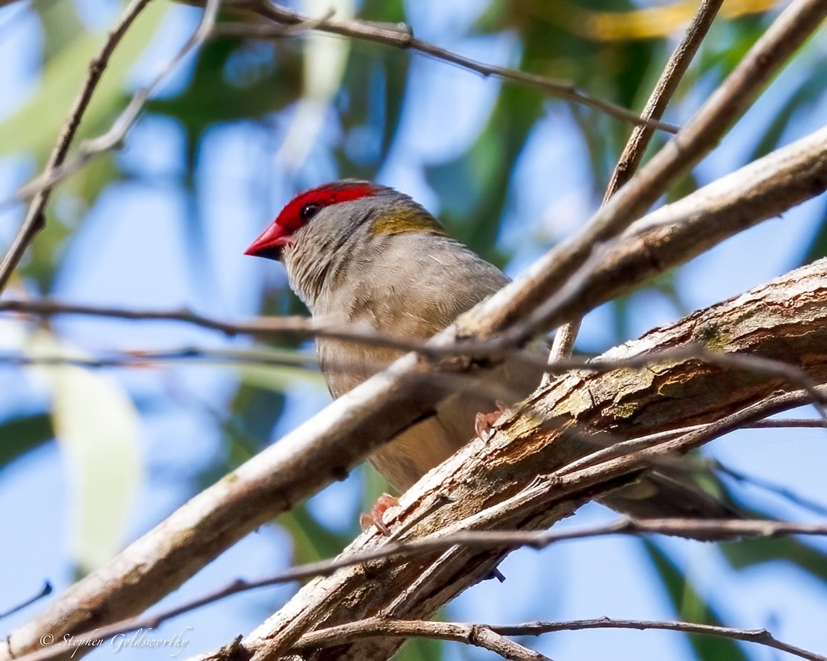 Red-browed Firetail - ML642849287