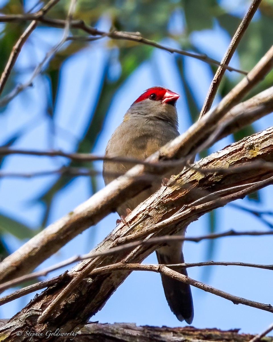 Red-browed Firetail - ML642849288